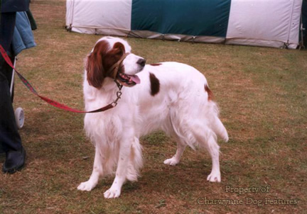 167X Today's Irish Red and White Setter